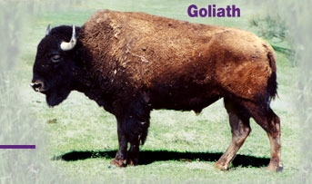 Buffalo Groves, Bison For Sale ~ Buffalo For Sale