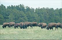 grazing